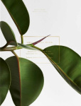 Green home book : inspiring book of plants, easy care tips & green homes = inspiraatiota, helppoja hoito-ohjeita ja kauniita vih